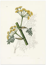 Art Prints of Ferula Persica Medical Botany