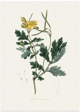 Art Prints of Greater Celandine (chelidonium Majus) Medical Botany