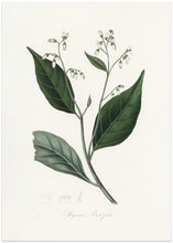 Art Prints of Gum Benjamin Tree (styrax Benzoin Medical Botany