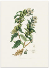 Art Prints of Henbane (hyoscyamus Niger) Medical Botany