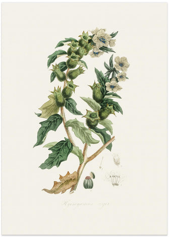 Art Prints of Henbane (hyoscyamus Niger) Medical Botany