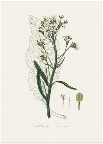 Art Prints of Horseradish (cochlearia Armoracia)  Medical Botany