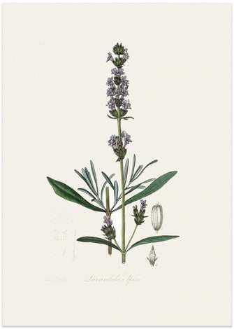 Art Prints of Lavender (lavandula Ipica)  Medical Botany