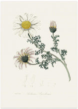 Art Prints of Mount Atlas Daisy (anthemis Pyrethrum) Medical Botany