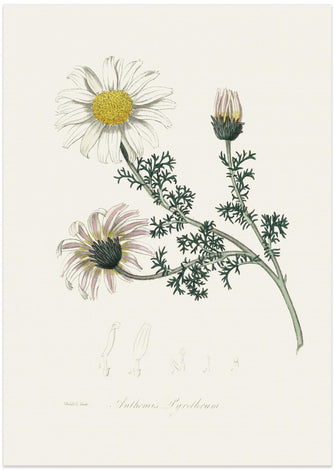 Art Prints of Mount Atlas Daisy (anthemis Pyrethrum) Medical Botany