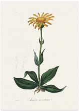 Art Prints of Mountain Arnica (arnica Montana) Medical Botany