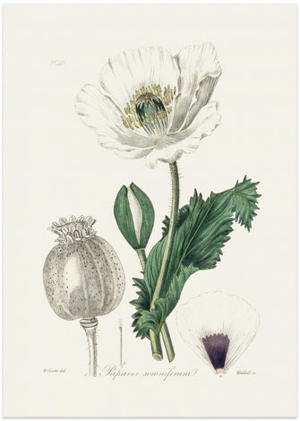 Art Prints of Opium Poppy (papaver Somniferum) Medical Botany