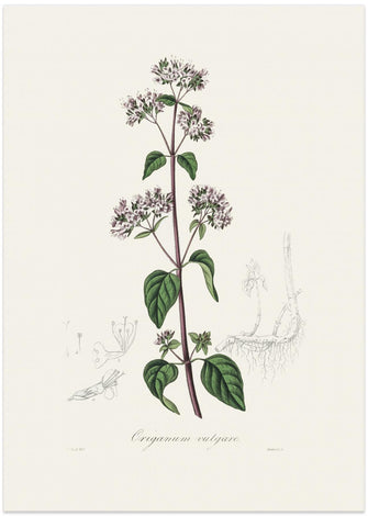 Art Prints of Oregano (origanum Vulgare) Medical Botany