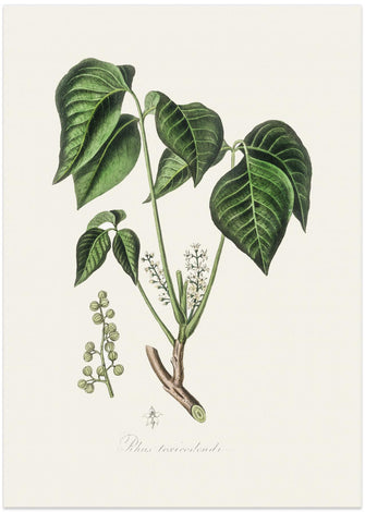 Art Prints of Poison Ivy (rhus Toxicodendron) Medical Botany