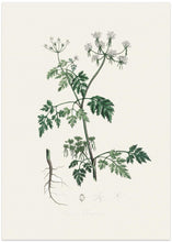 Art Prints of Poison Parsley (aethusa Cynapium) Medical Botany