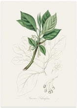 Art Prints of Sassafras (laurus Sassafras) Medical Botany