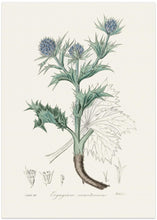 Art Prints of The Sea Holly (eryngium Mmaritimum) Medical Botany