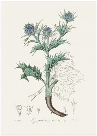 Art Prints of The Sea Holly (eryngium Mmaritimum) Medical Botany