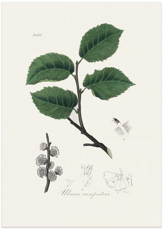 Art Prints of Ulmus Campestris Medical Botany