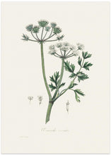 Art Prints of Water Dropwort (onanthe Grocata) Medical Botany