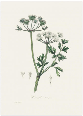 Art Prints of Water Dropwort (onanthe Grocata) Medical Botany