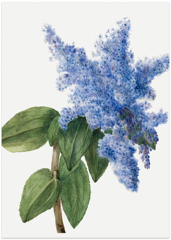 Art Prints of California Lilac (1935)