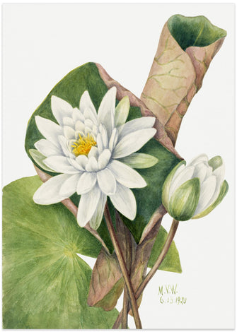 Art Prints of American Waterlily (1920)