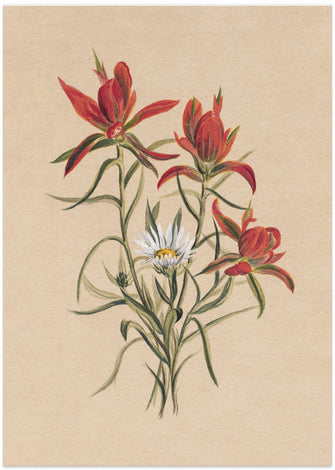 Art Prints of Indian Paintbrush (1883)