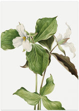 Art Prints of Large White Trillium