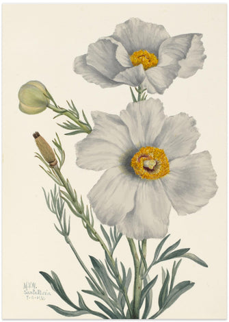 Art Prints of Matilija Poppy