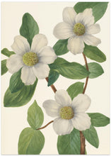 Art Prints of Pacific Dogwood