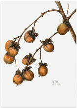 Art Prints of Persimmon (1920)