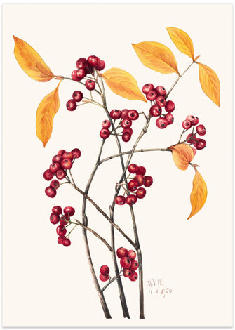 Art Prints of Red Chokeberry (1920)