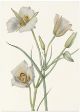 Art Prints of Sego Lily