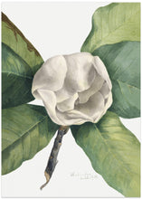 Art Prints of Southern Magnolia (1918)