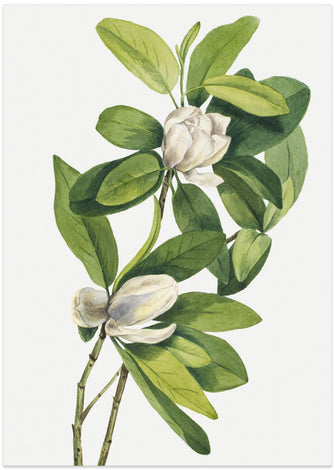 Art Prints of Swamp Magnolia (1918)