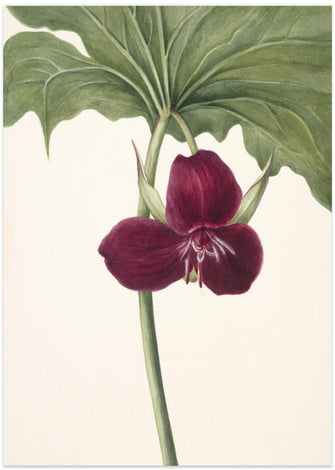 Art Prints of Sweet Trillium