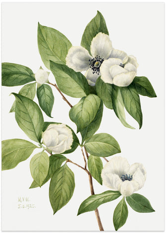 Art Prints of Virginia Stewartia (1925)