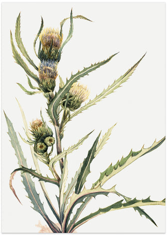 Art Prints of White Thistle