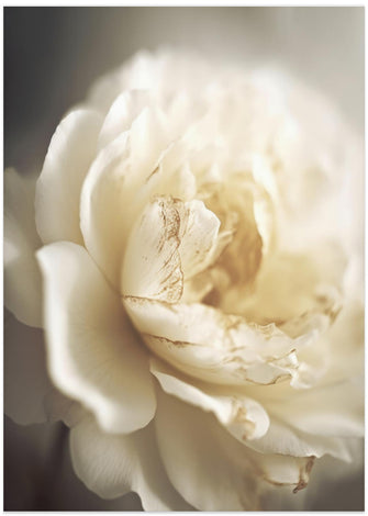 Art Prints of Peonyinsoftlight