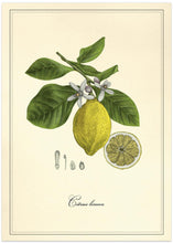 Art Prints of Lemon