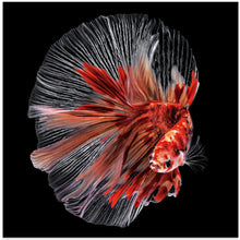 Art Prints of Betta Fish