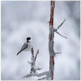 Art Prints of Willow tit