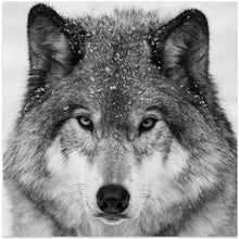 Art Prints of Wolf Portrait