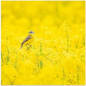 Art Prints of Yellow wagtail