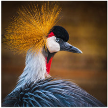 Art Prints of Black crowned crane