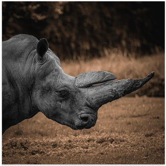 Art Prints of Rhinoceros