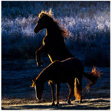 Art Prints of Horses