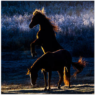 Art Prints of Horses