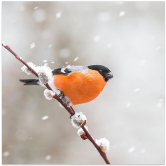 Canvas Art Print Bullfinch in a snowstorm.