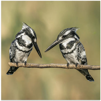 Canvas Art Print Pied kingfishers