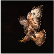 Canvas Art Print Buzzard going for a catch