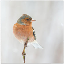 Canvas Art Print Common chaffinch in winter.