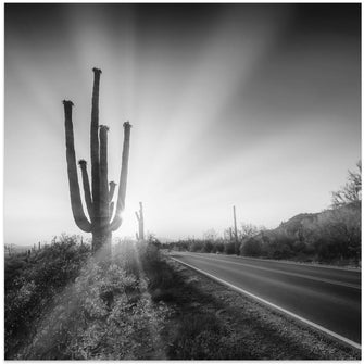 Art Prints of SAGUARO NATIONAL PARK Setting Sun | Monochrome